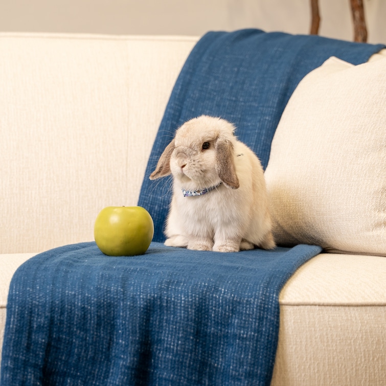 than Allen has curated a selection of pet-friendly fabrics that offer practical benefits without sacrificing style