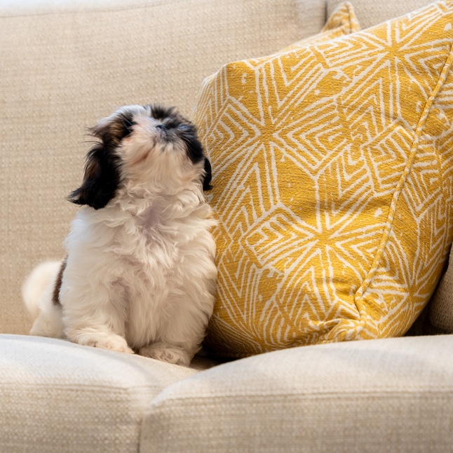 The Scotchgard treatment on Ethan Allen’s pet-friendly fabrics acts as a powerful barrier against spills and pet accidents