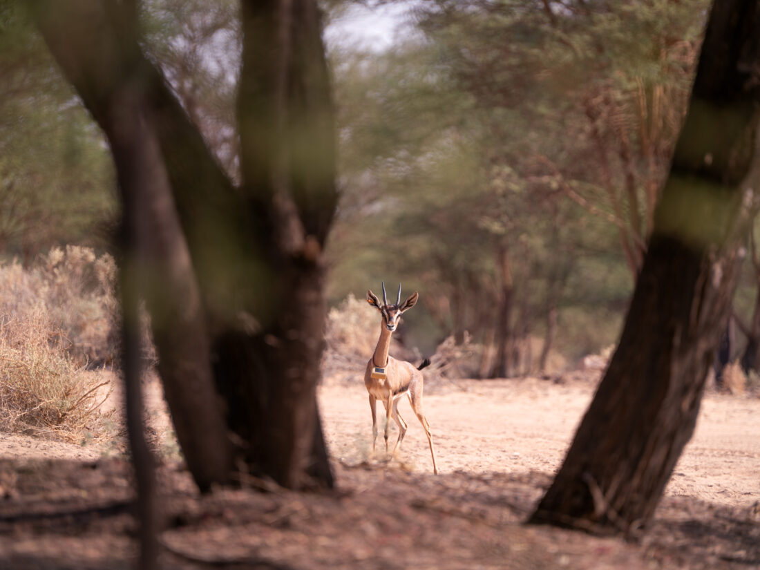 EarthRanger is currently deployed across Sharaan National Park, Hegra and Wadi Nakhlah