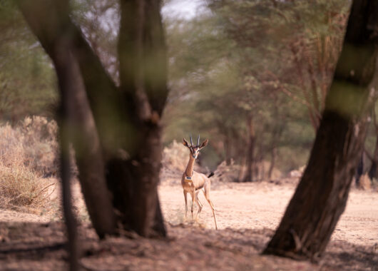 EarthRanger is currently deployed across Sharaan National Park, Hegra and Wadi Nakhlah