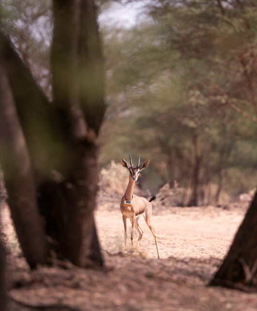 EarthRanger is currently deployed across Sharaan National Park, Hegra and Wadi Nakhlah